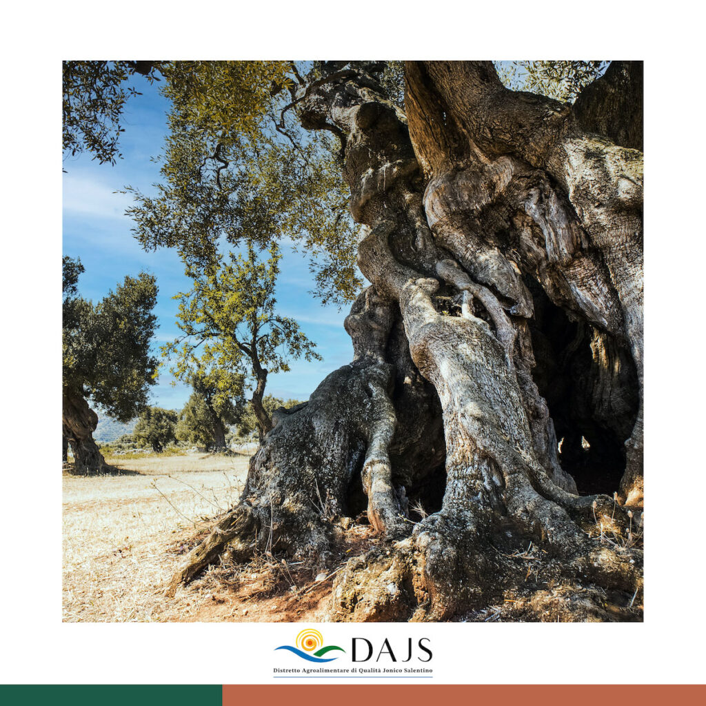 Emergenza Riforestazione del Salento DAJS