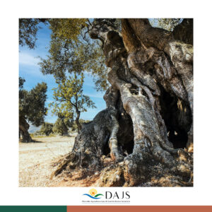 Emergenza Riforestazione del Salento DAJS