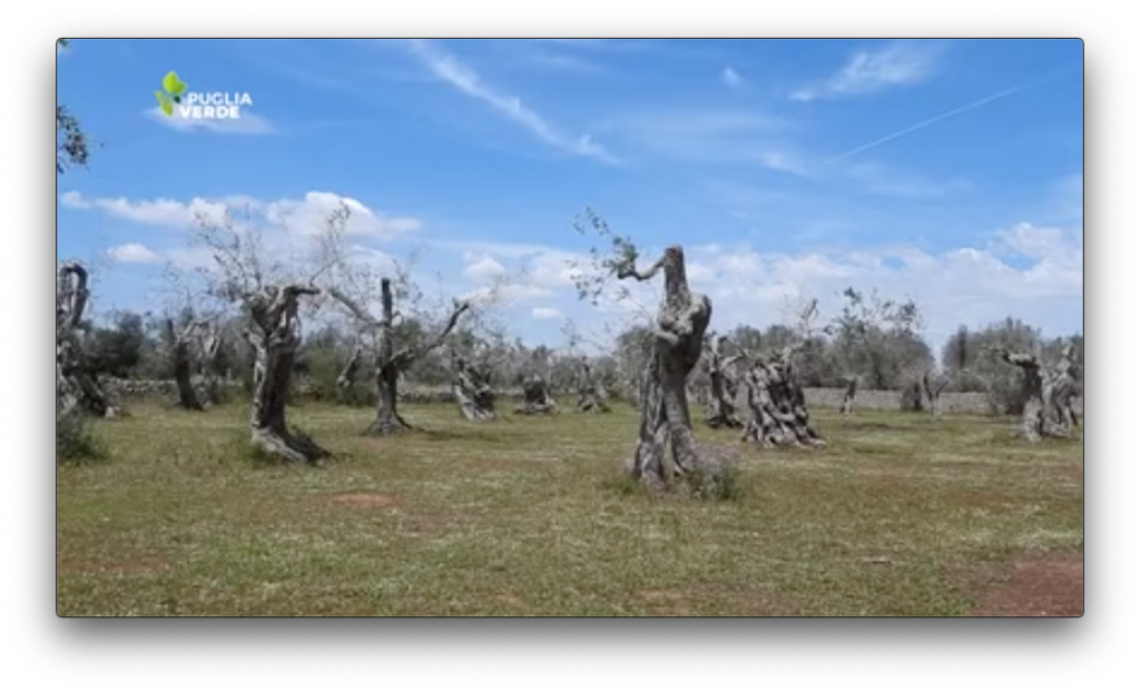 Puglia Verde